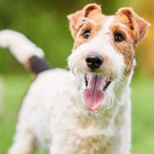 what does a wire fox terrier look like