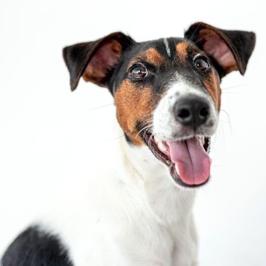 short coat terrier