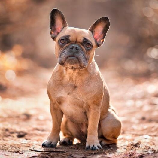 french bulldog