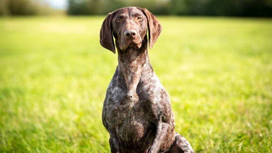 can german shorthaired pointers be left alone