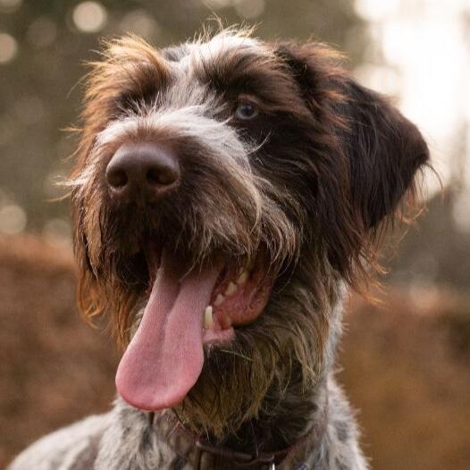 German Wire Haired Pointer