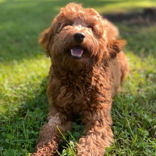 goldendoodle