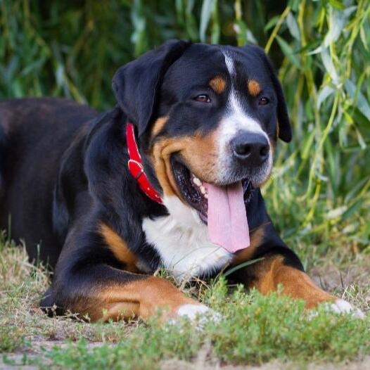 great swiss mountain dog