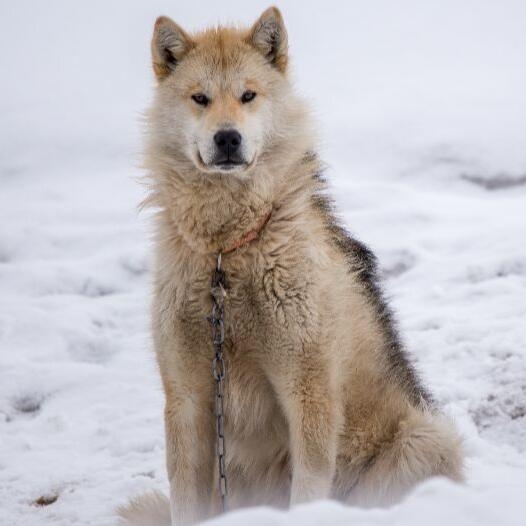 greenland dog