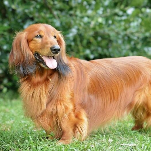 Dachshund (Long Haired) Dog Breed Information | Purina