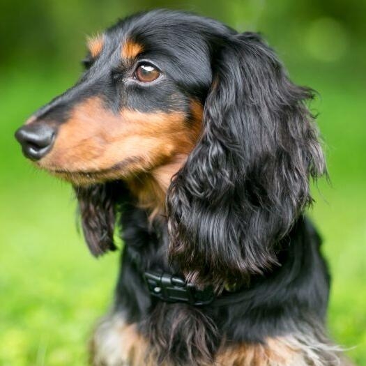 miniature longhaired dachshund