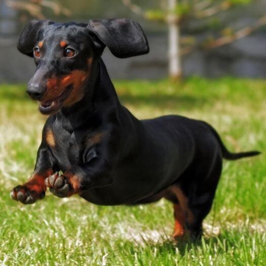 miniature smooth dachshund