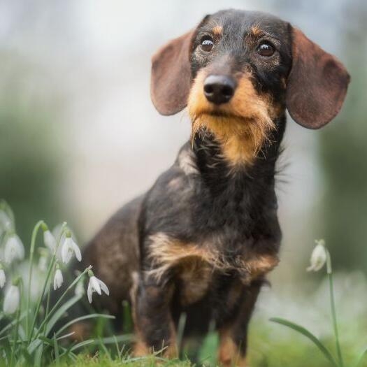 miniature wirehaired dachshund