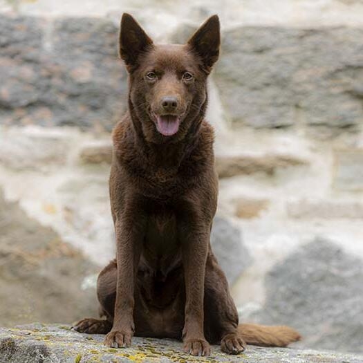 Kelpie
