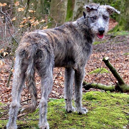 Long Haired Rough Haired Whippet Grey Wire Haired Lurcher Grey