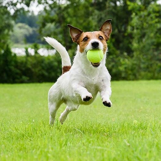 Jack Russell Terrier Dog Breed Information