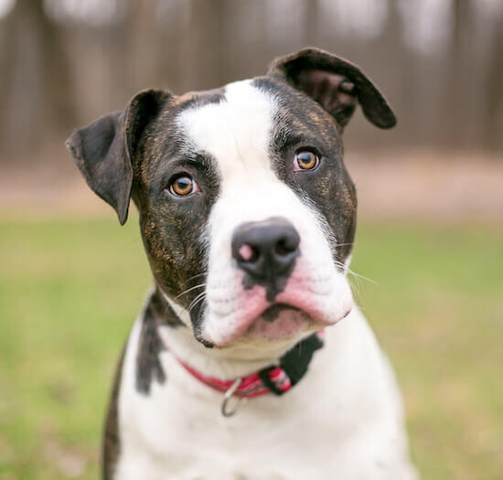 Rottweiler American Bulldog Mix Puppies Brindle American Bulldog