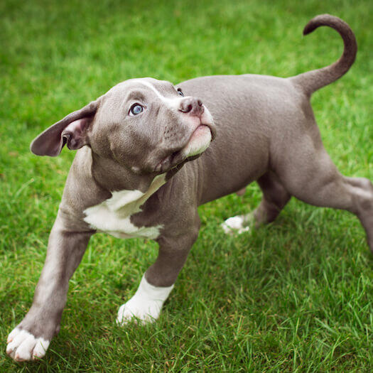 Johnson Scott American Bulldog Puppies American Bulldog Dog Breed