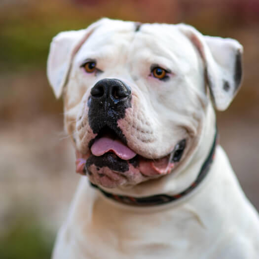 Hero American Bulldog 3