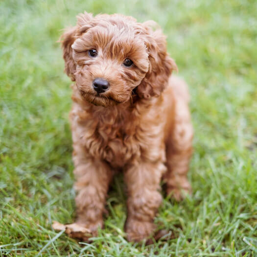 Cavapoo 2