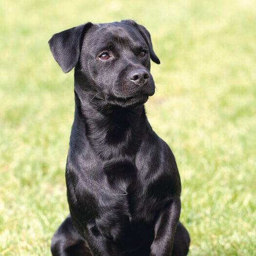 Hero Patterdale Terrier 2