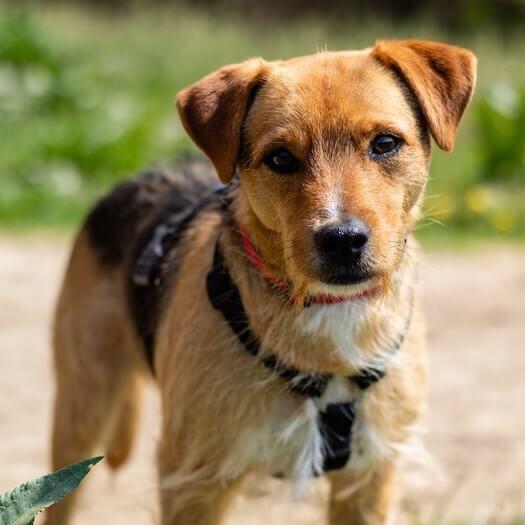 Pomeranian Cross Patterdale Fell Terrier Mix Border Terrier X