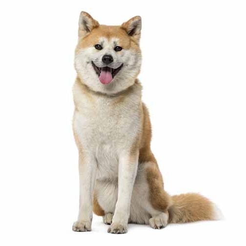 Japanese Akita