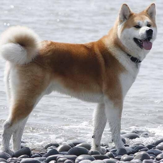 Japanese Akita