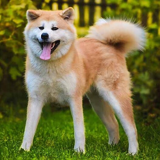 Japanese Akita