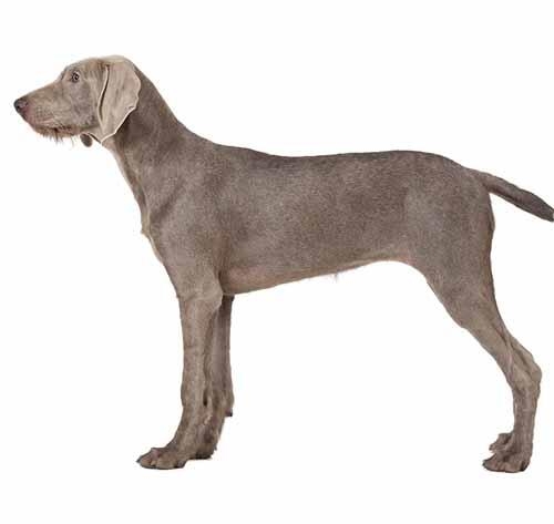 Slovakian Roughhaired Pointer