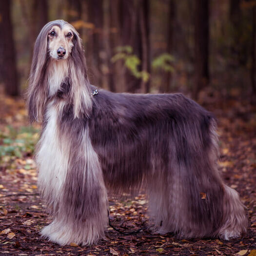 Afghan Hound