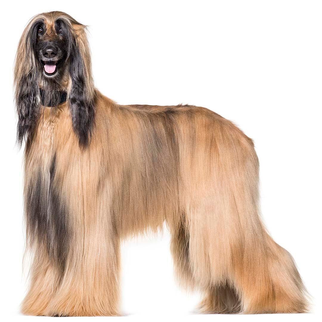 Afghan Hound