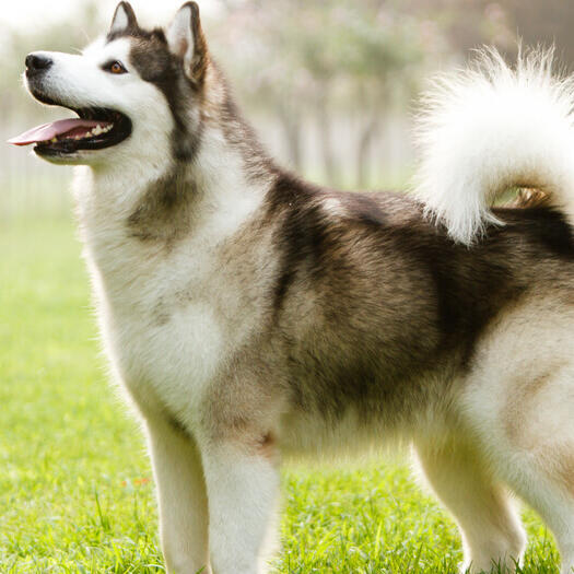 Alaskan Malamute