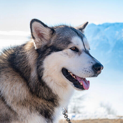 Alaskan Malamute