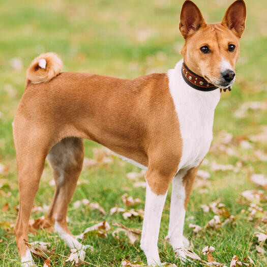 Basenji