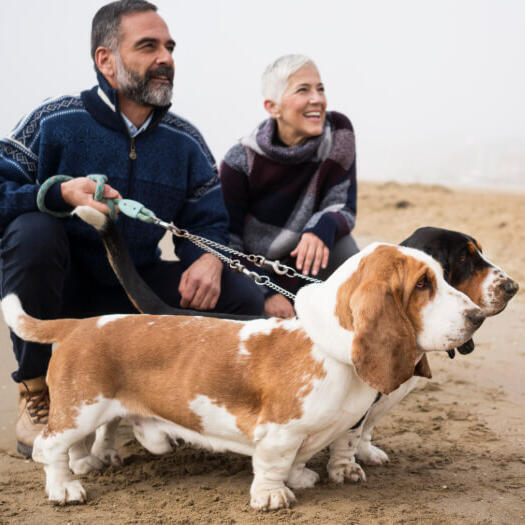 Basset Hound