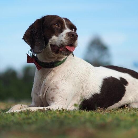 Beaglier Dog Breed