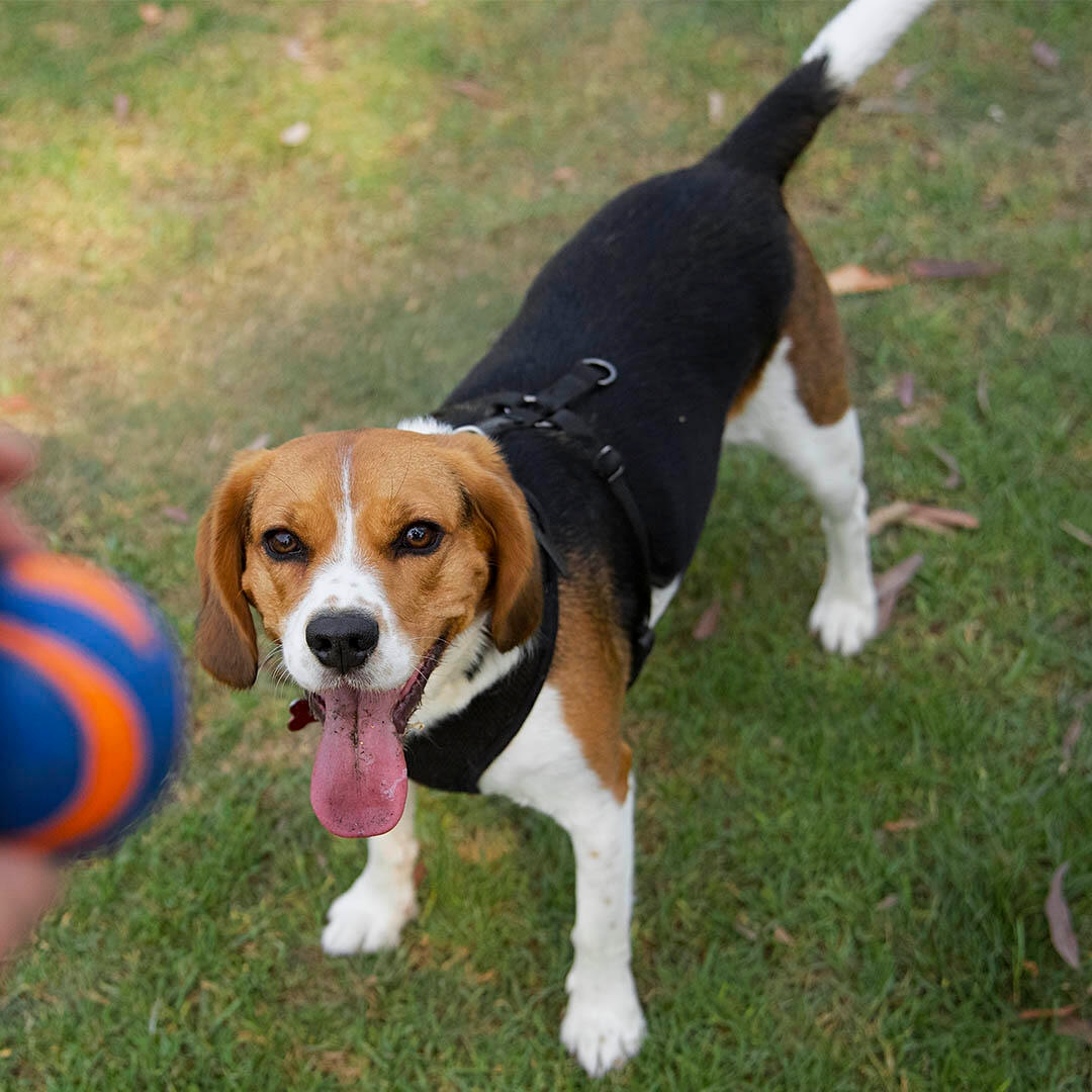 Beaglier Dog Breed