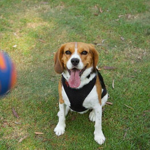 Beaglier Dog Breed