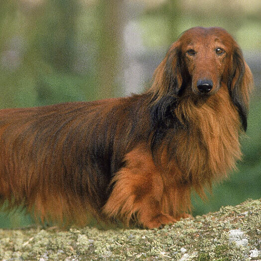 Characteristics of Long-Haired Dachshunds