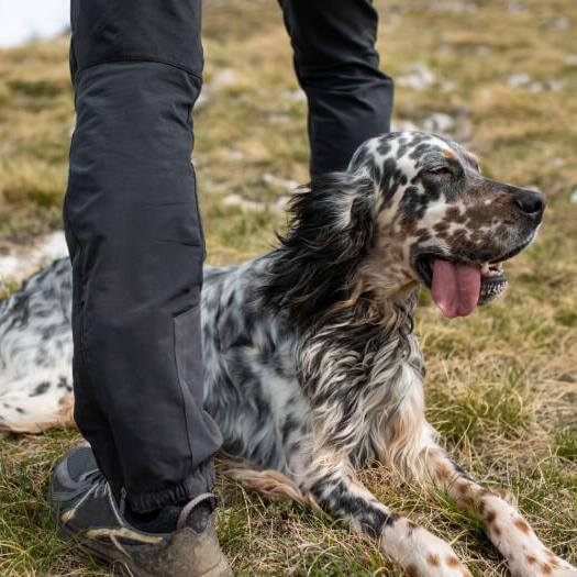 English Setter