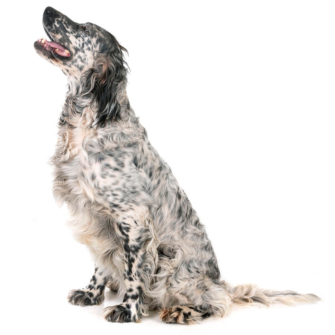 English Setter