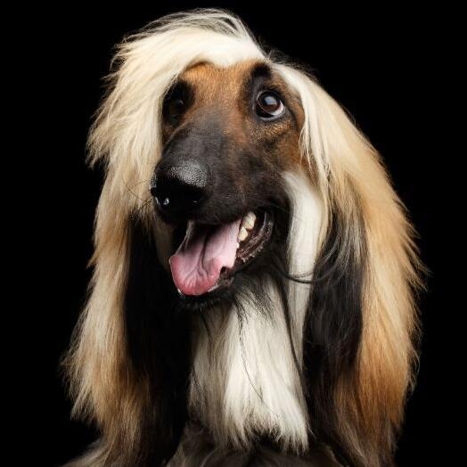 Afghan Hound