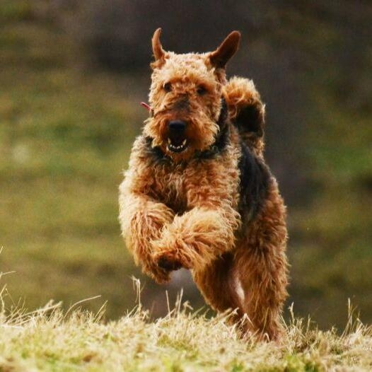 Terrier Breed Airedale Terrier Intelligence Good Guard Dog