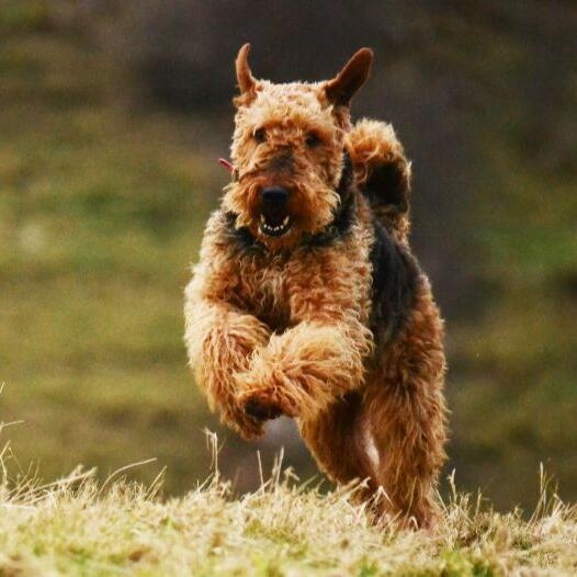 Airedale Terrier