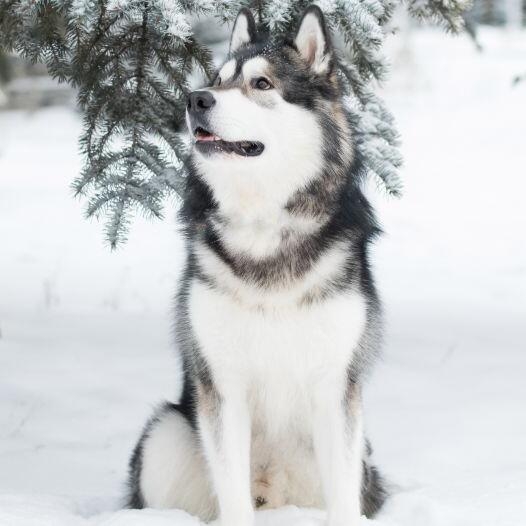 Alaskan Malamute