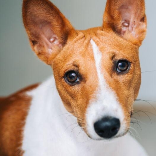 Basenji