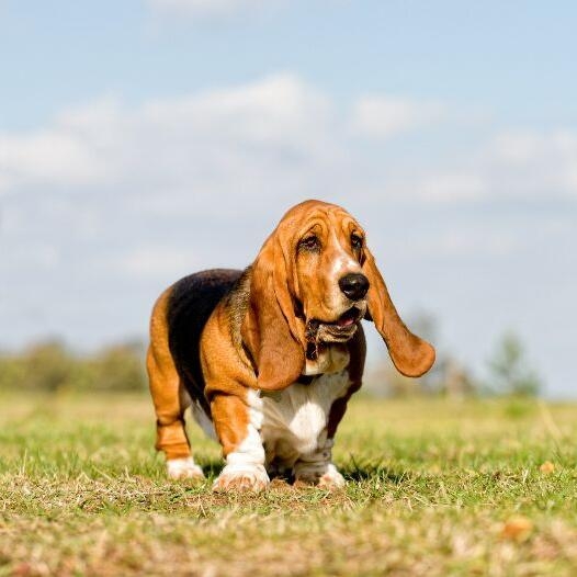 Basset Hound