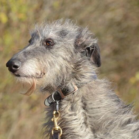 Deerhound