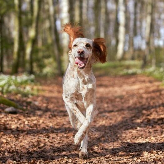 English Setter