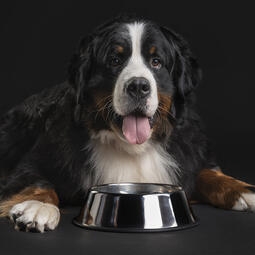 Dog sat in front of empty feeding bowl
