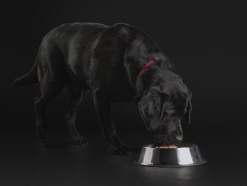 Black Labrador eating out of a bowl