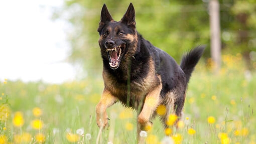 cane nero e marrone che ringhia