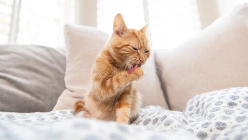 Ginger cat licking paw on the sofa.