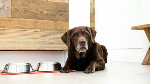 senior chocolate labrador lying next to food bowls